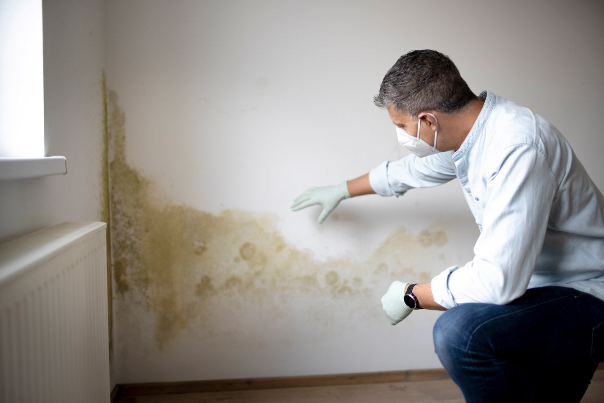 Moisture and mildew in walls